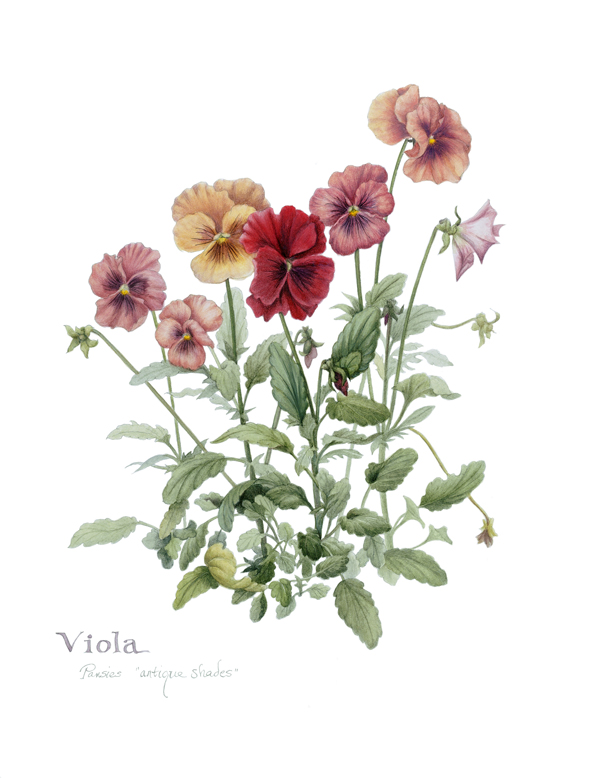 VIola, by Ruth Councell